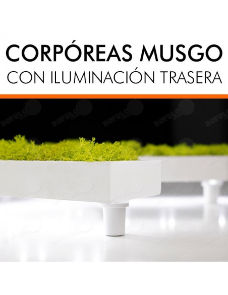 LETRAS MUSGO PRESERVADO LUMINOSAS